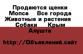 Продаются щенки Мопса. - Все города Животные и растения » Собаки   . Крым,Алушта